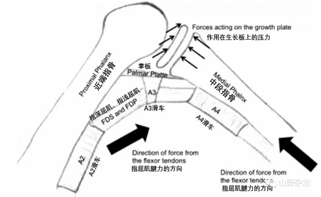 发育期运动和日常操作运用_运动员发育关是什么意思_运动员发育